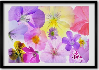 Produktbild von Bild - Bilder - Bilderrahmen - 70 cm x 50 cm - MDF-Rahmen, Wandkunst Stiefmütterchen