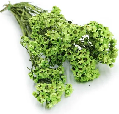 Produktbild von Oxodia Getrocknete - (Ixodia) - Grün