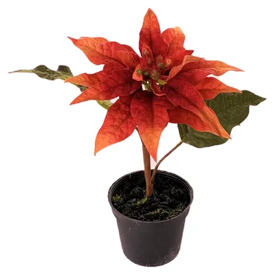 Produktbild von Kunstblume POINSETTIE im TOPF. 17 cm. Christstern in ORANGE