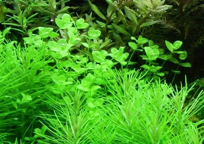 Produktbild von Aquarium Pflanze Micranthemum umbrosum AquaOne Nr.348 Stängel Wasserpflanze
