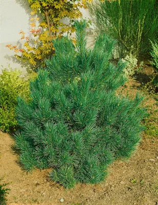 Produktbild von Pinus cembra 'Nana', Zirbelkiefer, kompakt, 30–40 cm