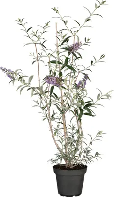 Produktbild von Buddleja davidii 'Nanho Blue', Schmetterlingsflieder, blau, 40–60 cm