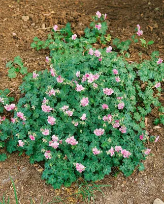 Produktbild von Geranium cantabrigiense 'Biokovo', Storchschnabel, weiß-rosa, ca. 12 cm Topf