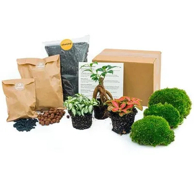 Produktbild von Urbanjngl Pflanzenterrarium Paket - Ficus Ginseng Bonsai - Nachfüllpackung & Starter KitPflanzenterrarium Paket - Ficus Ginseng Bonsai - Nachfüllpackung & Starter Kit- DIY