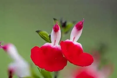 Produktbild von 6 x  Salvia micr. 'Hot Lips' - Sternmoos - Topf 9 x 9 cm