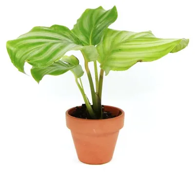 Obrázok produktu pre Gardners Calathea Orbifolia, priemer 6 cm