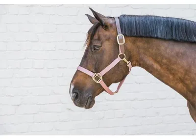 Produktbild von Kentucky Horsewear Nylon Halfter Breakaway