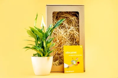 Obrázek produktu pro Gardners Dárková sada pro učitele "Spathiphyllum s květináčem"