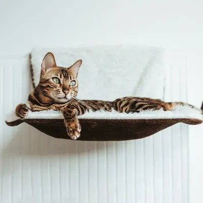 A Bengal cat is resting on a cat bed mounted on a radiator.