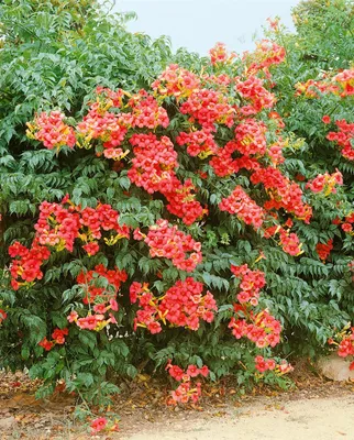 Produktbild von Campsis radicans 'Grandiflora', Trompetenblume, orange, 60–100 cm