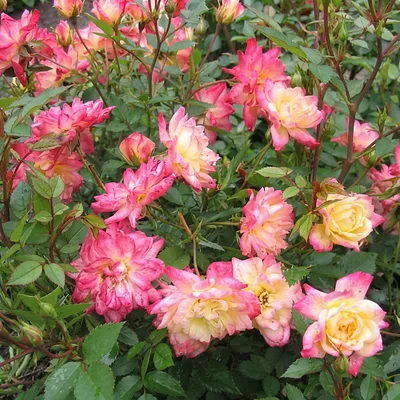 Produktbild von Rose Rosa Tricolor Fairy winterhart gelb rosa 20-25cm 12cm für Garten Balkon