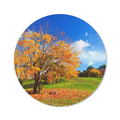 Produktbild von MuchoWow® Mauspad Mousepad Baum - Blätter - Herbst - Jahreszeiten 20x20 cm - Mousepads - Maus Mat - Pad - Mausunterlage - Schreibtischmatte
