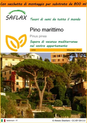 Immagine prodotto di SAFLAX Garden in the bag - Pino marittimo - 6 semi - Pinus