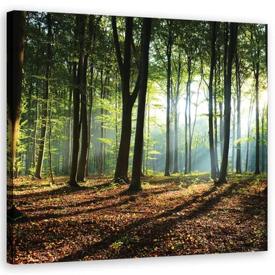 Produktbild von Leinwandbild Morgen im grünen Wald 30x30 Feeby Grün bild für die wand bereit zum aufhängen