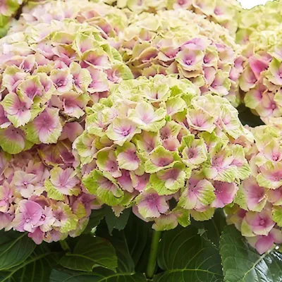 Produktbild von Green boutiQ - Balkonpflanze - Hortensie - Hydrangea Magical Jewel Pink - Rosa - 6-10 Blumen - Topf 23cm Höhe 55cm
