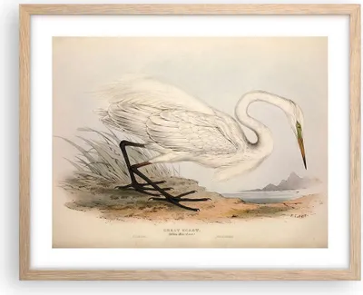 Produktbild von Gerahmtes Poster - Rahmen in heller Eiche - Vogel Weiß Reiher - 50x40 cm - Wand Bild - Wanddeko - Wandbilder - Kunstposter - Wandposter - Bilderrahmen - Bilder - Kunstdruck - P2NAA50x40-4979