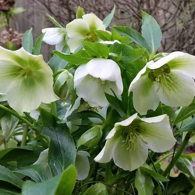 Obrázek produktu pro 6 x sněženka  - Helleborus orientalis 'White Lady'  | Květináč 9 cm x 9 cm