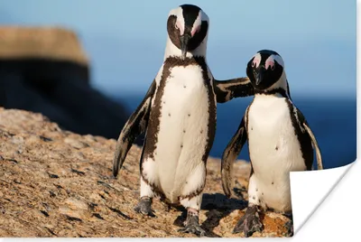 Produktbild von MuchoWow® Poster Zwei Pinguine kuscheln auf einem Felsen 180x120 cm - Fotoplakat
