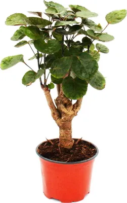 Zdjęcie produktu dla Aralia pierzasta blyszczaca - Polyscias scutellaria Fabian - latwa w uprawie roslina doniczkowa - doniczka 12 cm