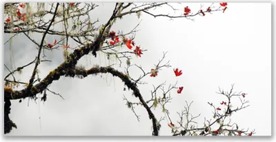 Produktbild von Acrylglasbilder 120x60 Wandbild Druck Zweig Natur