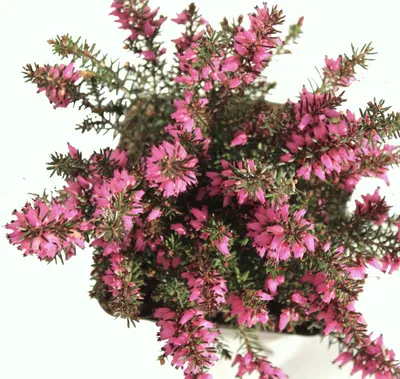 Produktbild von Erica carnea Winterfreude immergrüne Winterheide 10 - 15 cm