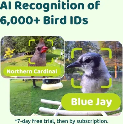 Image de Mangeoire Birdfy Ebony Lite : mangeoire intelligente à énergie solaire avec caméra et reconnaissance des oiseaux par IA
