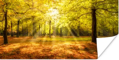 Produktbild von MuchoWow® Poster Baum - Natur - Sonne - Landschaft - Wald 80x40 cm - Wanddeko
