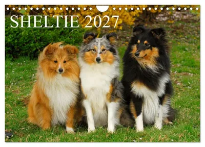 Produktbild von Sheltie 2027 (Wandkalender 2027 DIN A4 quer), CALVENDO Monatskalender