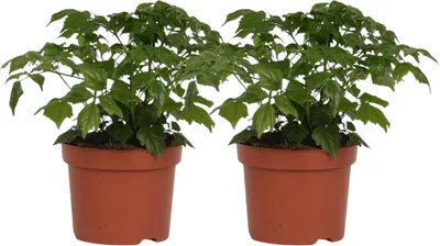 Immagine prodotto di Frassino da appartamento - Rademachera Sinica - 2 piante - altezza circa 27cm