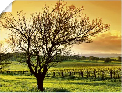Produktbild von ARTland Poster Landschaft mit Weinbergen Größe: 100x50 cm