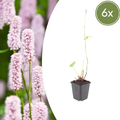 Produktbild von Persicaria bistorta | 6 Stück - 10-25cm - Ø9cm - Gartenpflanze