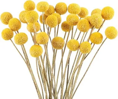 Produktbild von Gelbe Trockenblumen Dekoration 32 Stück