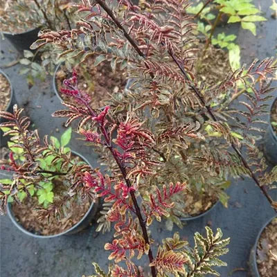Produktbild von Zanthoxylum simulans Red Leafs - Täuschende Stachelesche - Szechuanpfeffer 30-40