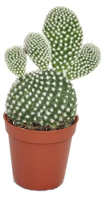Produktbild von Opuntia microdasys albata - weisstachliger Ohrenkaktus - im 5,5cm Topf