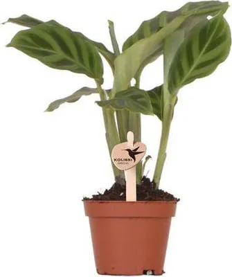 Immagine prodotto di Calathea - Maranta - Pianta da appartamento Ø6cm - Pianta tropicale ornamentale