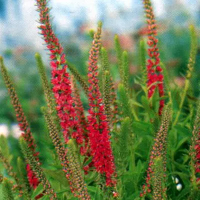 Obrázok produktu pre 6 x Veronica spicata 'Rotfuchs' - Veronica spicata 'Rotfuchs' | Kvetináč 9 cm x 9 cm