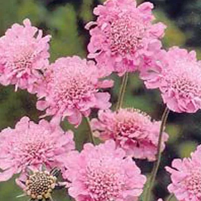 Immagine prodotto di 6 x Scabiosa columbaria  - Scabiosa columbaria 'Pink Mist'  | Vaso 9 cm x 9 cm