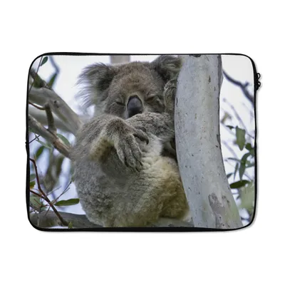 Produktbild von MuchoWow® Laptop Hülle 13 Zoll Koala - Baum - Tier Laptoptasche - Laptophülle - Sleeve - Rundumschutz
