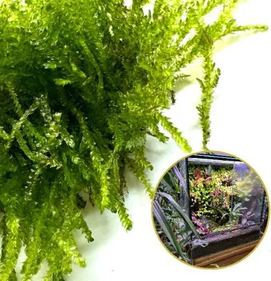 Produktbild von In-vitro-Lebendes Moos Natürliches Lebendes Moos für Terrarien VESICULARIA Weeping Moss