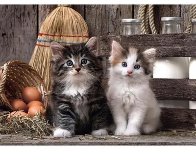 Image de Puzzle mignons chatons 1000 pieces - collection animaux domestiques - clementoni - 39340