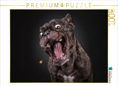 Produktbild von CALVENDO Puzzle Louis 1000 Teile Puzzle quer | 1000 Teile Lege-Größe 64x48cm Foto-Puzzle für glückliche Stunden