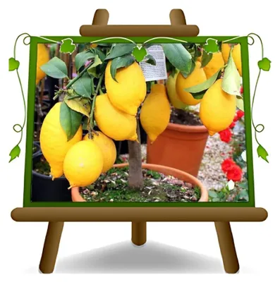 Obrázok produktu pre Citrusová rastlina citrónového druhu (Lunario), výška 180 cm, v kvetináči s priemerom 35 cm