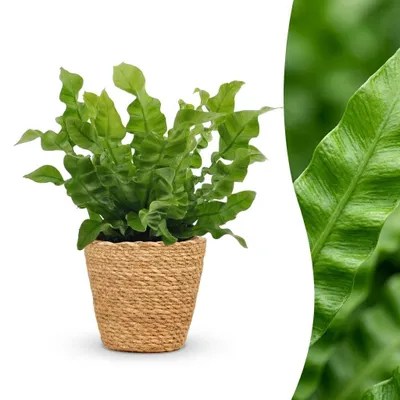 Zdjęcie produktu dla Asplenium Crispy Wave – Asplenium Crispy Wave – z koszykiem - 30cm - Ø12cm