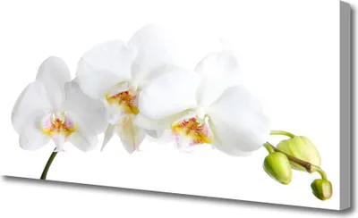 Produktbild von Tulup Leinwand-Bilder 125x50 Wandbild Canvas Kunstdruck Blumen Pflanzen