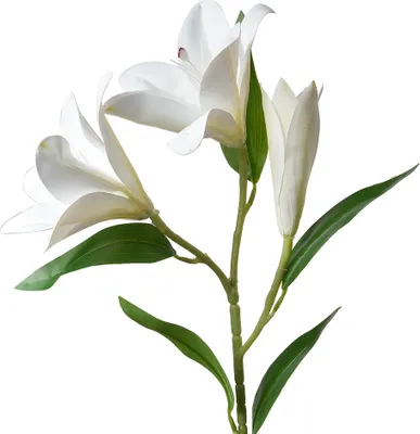 Produktbild von Clayre & Eef Kunstblume 71 cm Weiß Kunststoff