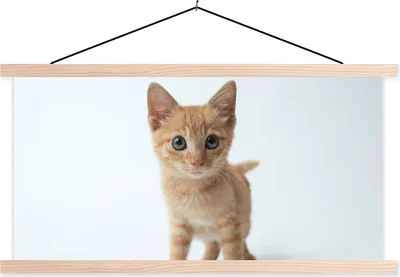 Produktbild von MuchoWow® Textilposter Katze - Rot - Kätzchen - Mädchen - Kinder - Kinder - Kind 60x30 cm mit holzfarbenen Rahmen - Dekoration