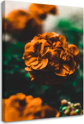 Produktbild von Leinwandbild orangefarbene blumen 40x60 cm Feeby orange wandbild bereit zum aufhängen