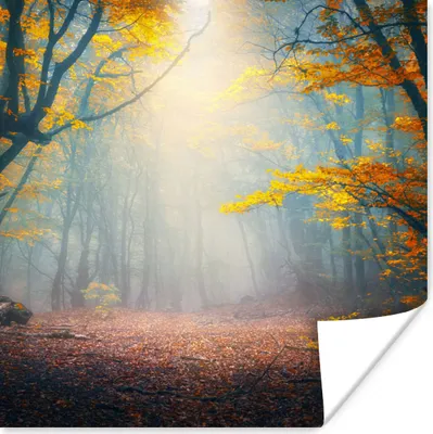 Produktbild von MuchoWow® Poster Wald - Nebel - Herbst 75x75 cm - Wand Dekoration