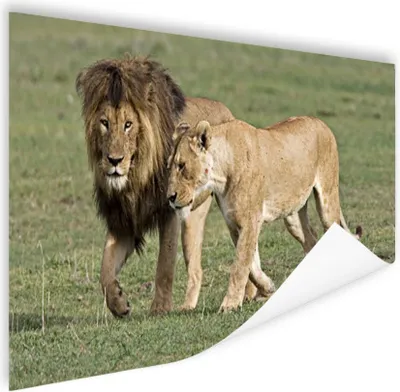 Produktbild von MuchoWow® Poster Löwe - Löwin - Gras 120x80 cm - Bilder