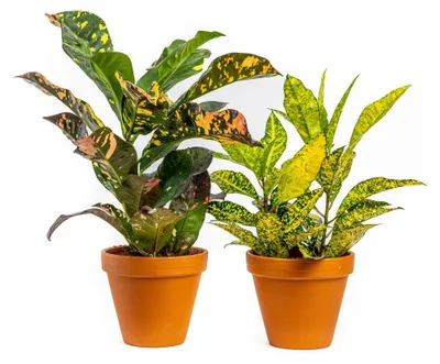 Obrázek produktu pro Gardners Codiaeum mix, průměr 12-14 cm